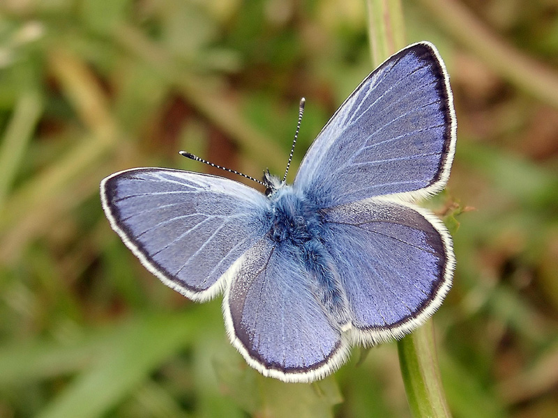 foto per libro farfalle elbane